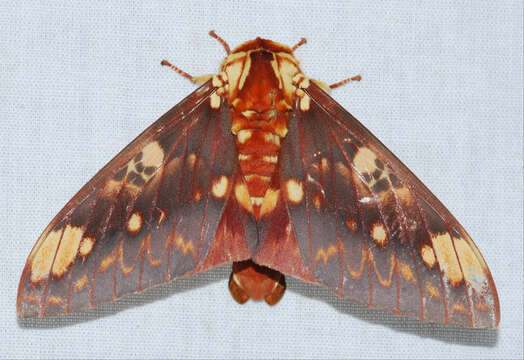 Image of Citheronia hamifera Rothschild 1907