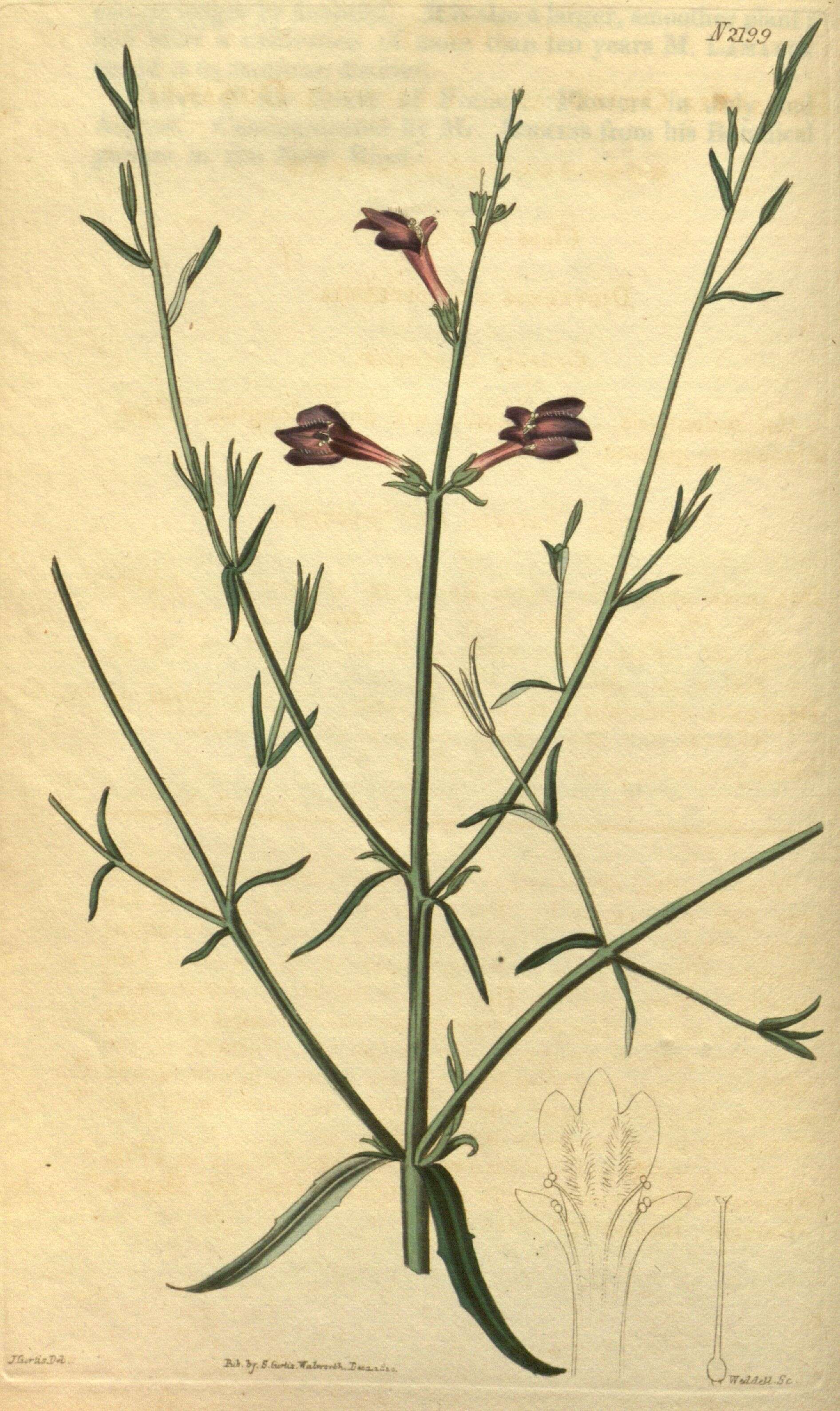 Image of Mazaceae