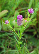 Image of blood milkwort
