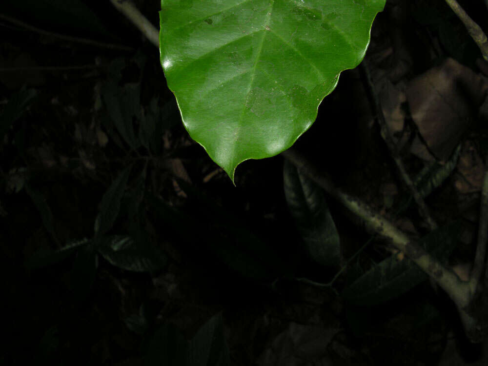 Image de Tovomita longifolia (L. C. Rich.) Hochr.