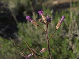 Image of Muncy rockcress