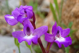 Image of Man Orchids