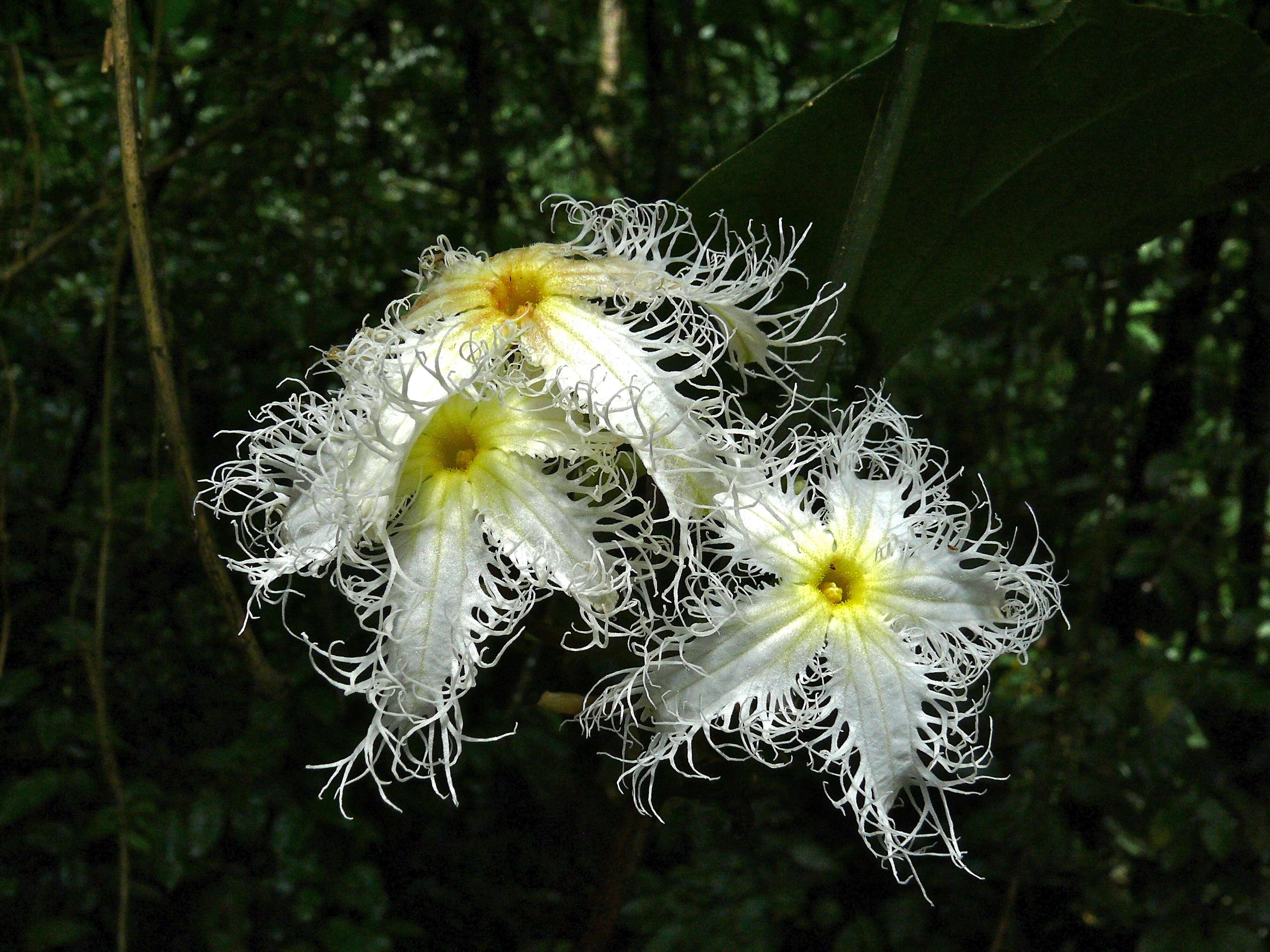 Image of Trichosanthes trifoliolata