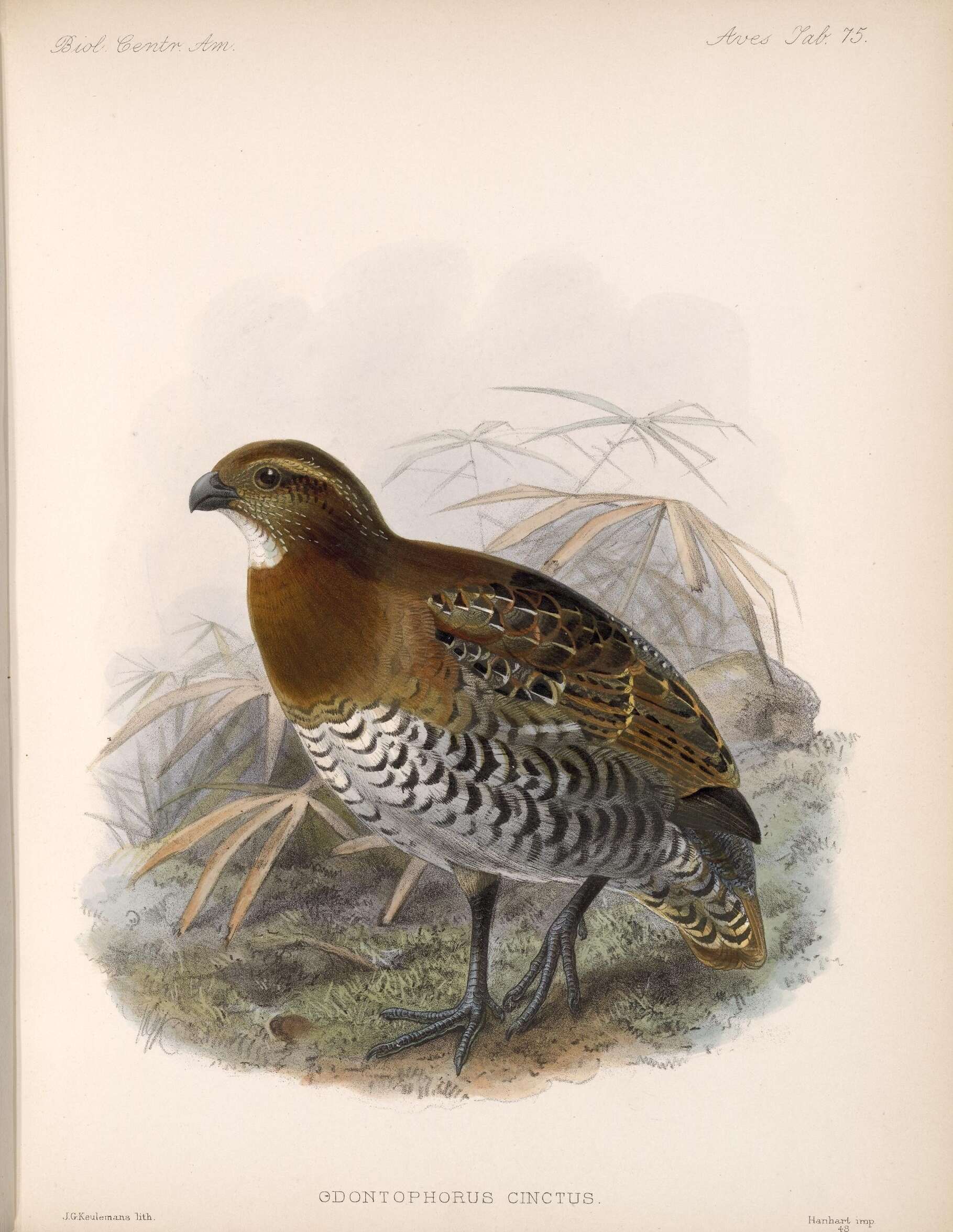 Image of Rhynchortyx Ogilvie-Grant 1893