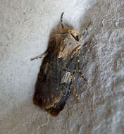 Image of Agrotis