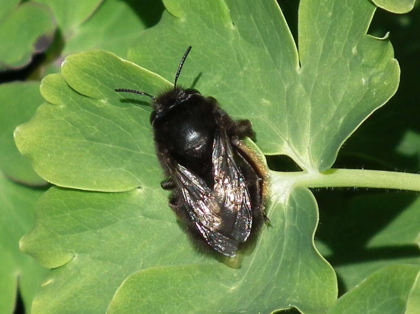 Image of Anthophorine Bees