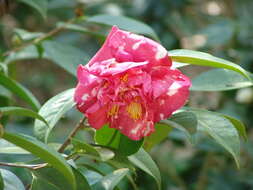 Image of camellia