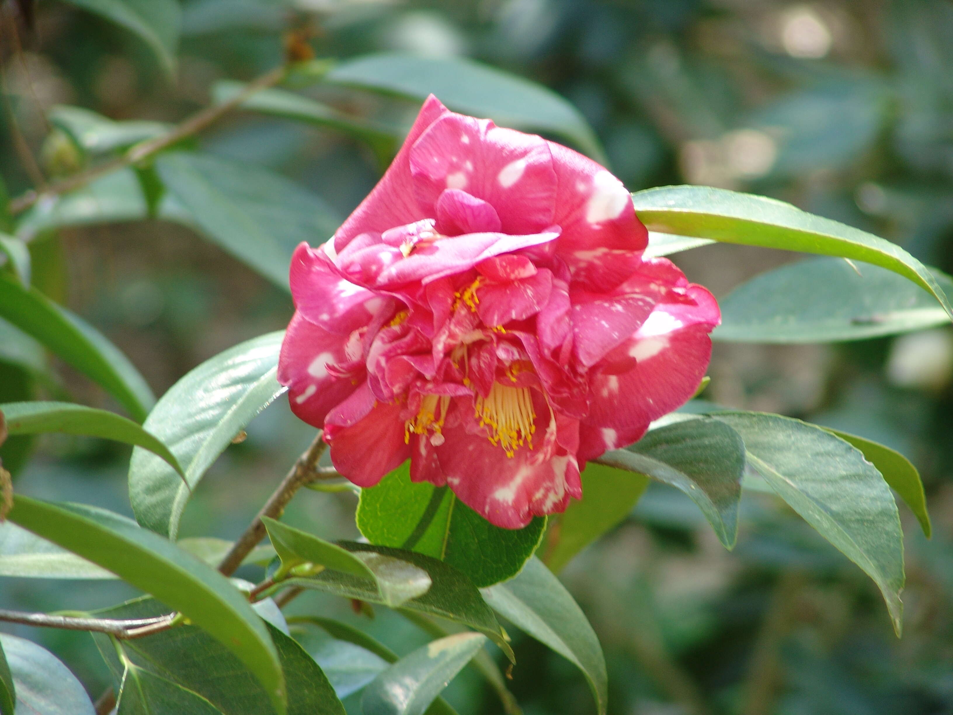 Image of camellia