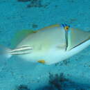 Image of Picasso triggerfish