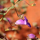 Image of Eremophila enata Chinnock