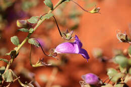 Image of Eremophila enata Chinnock