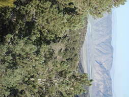 Image of singleleaf pinyon