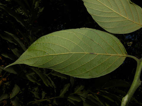 Plancia ëd Nectandra reticulata (Ruiz & Pav.) Mez