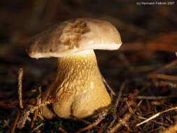 Image de Tylopilus