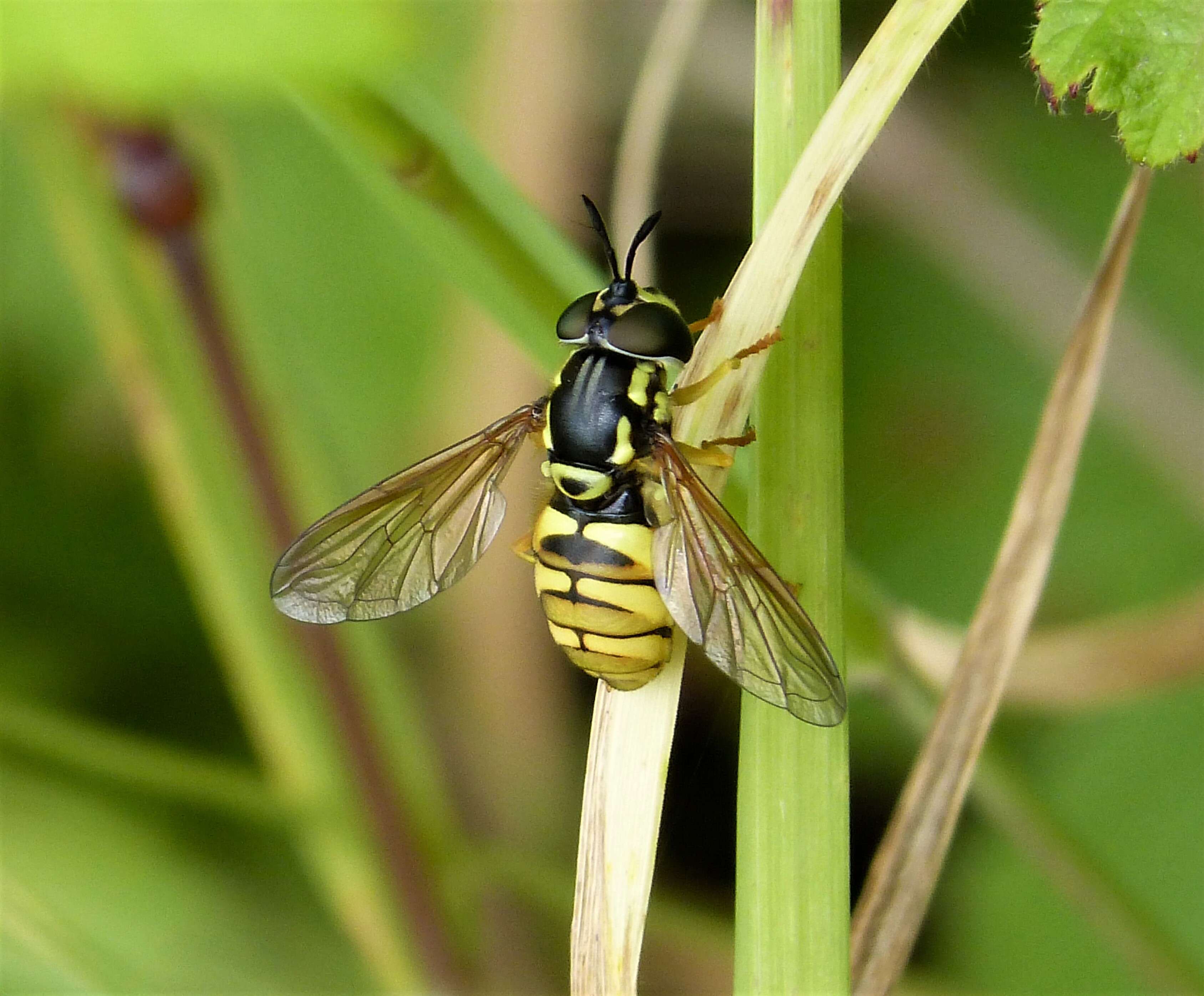 Image de Chrysotoxum verralli Collin 1940