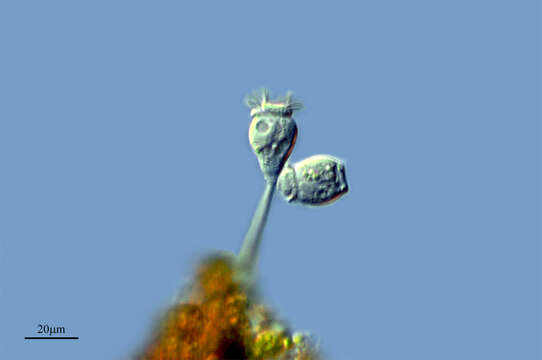 Image of Vorticella microstoma