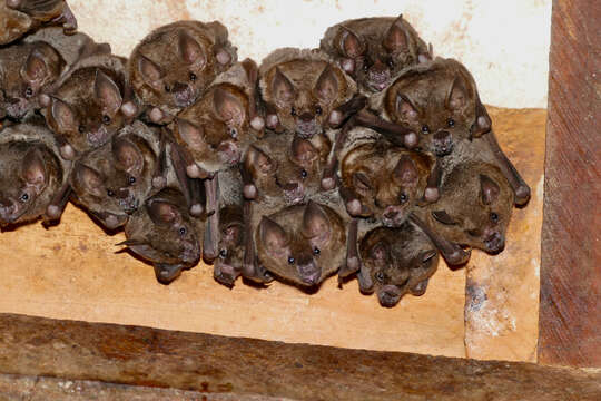 Image of short-tailed fruit bat