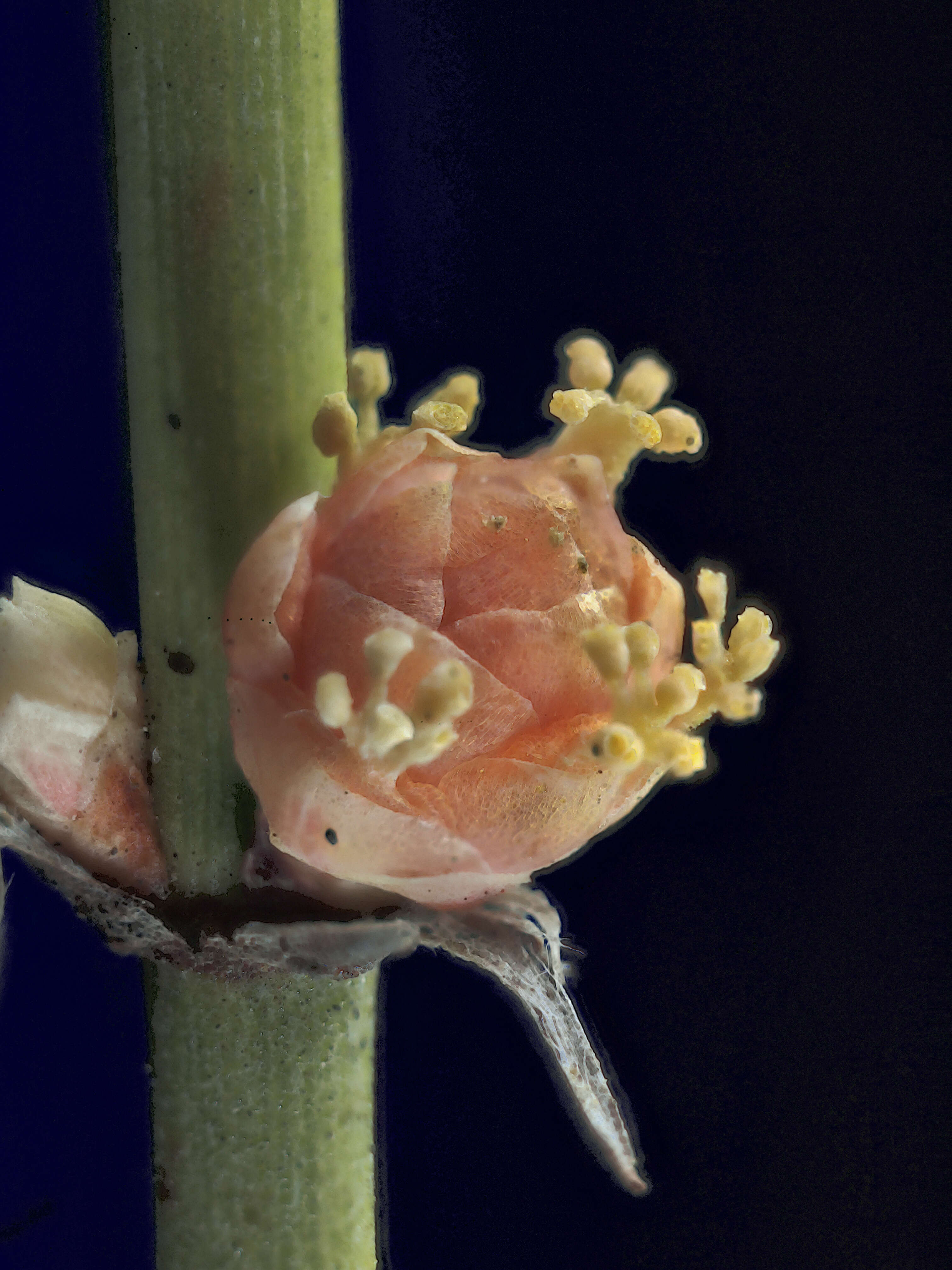 Image of California Ephedra