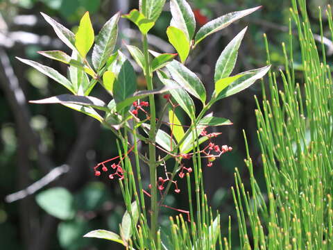 Image of Euonymus semenovii Regel & Herd.