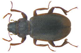 Image of minute moss beetle
