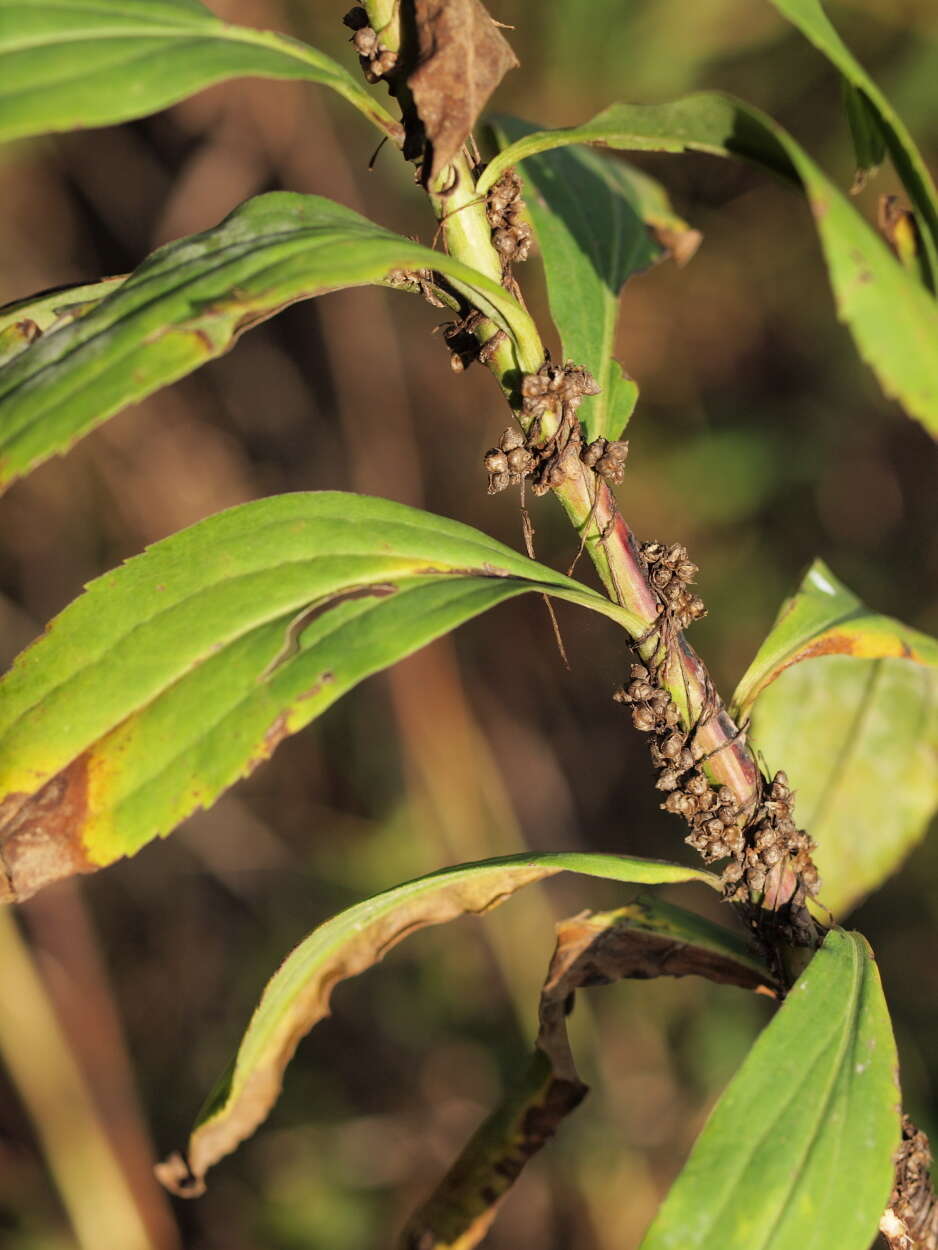 صورة Solidago gigantea Ait.