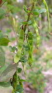 Image of Poiretia punctata (Willd.) Desv.