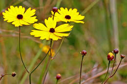 Image of coastal plain tickseed