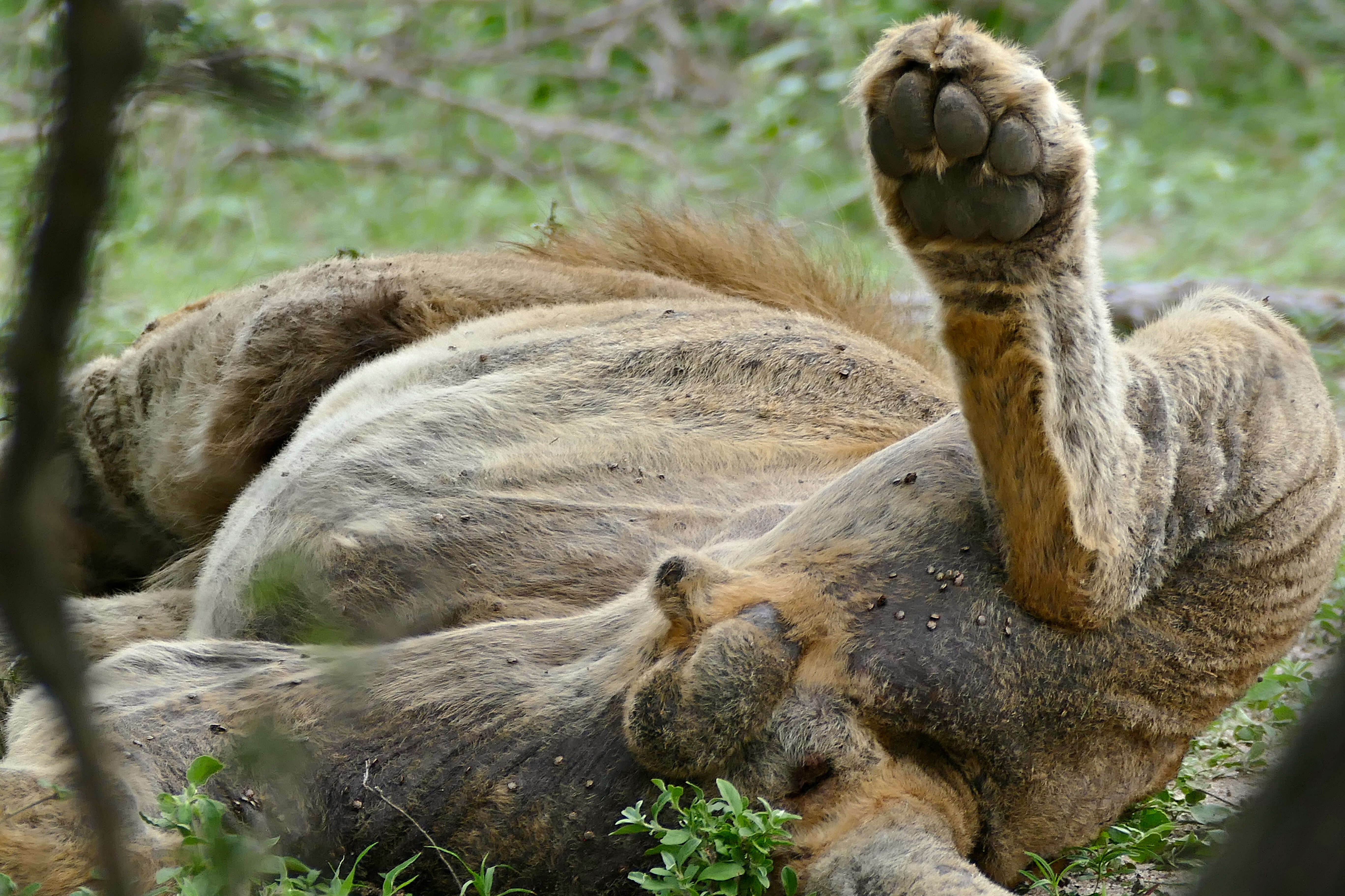 Image of African Lion