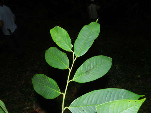 Image of Guatteria diospyroides Baill.