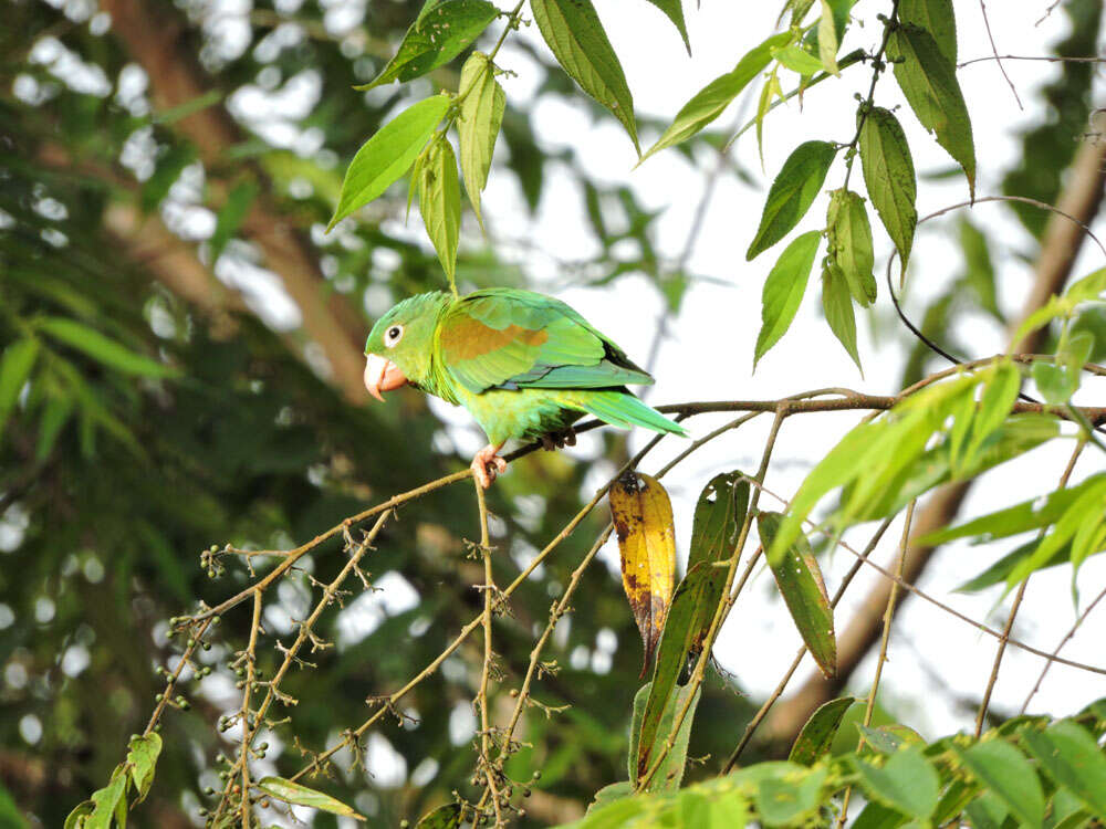 Image of Orange-chinned Parakeet