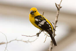 Image of Mexican Yellow Grosbeak