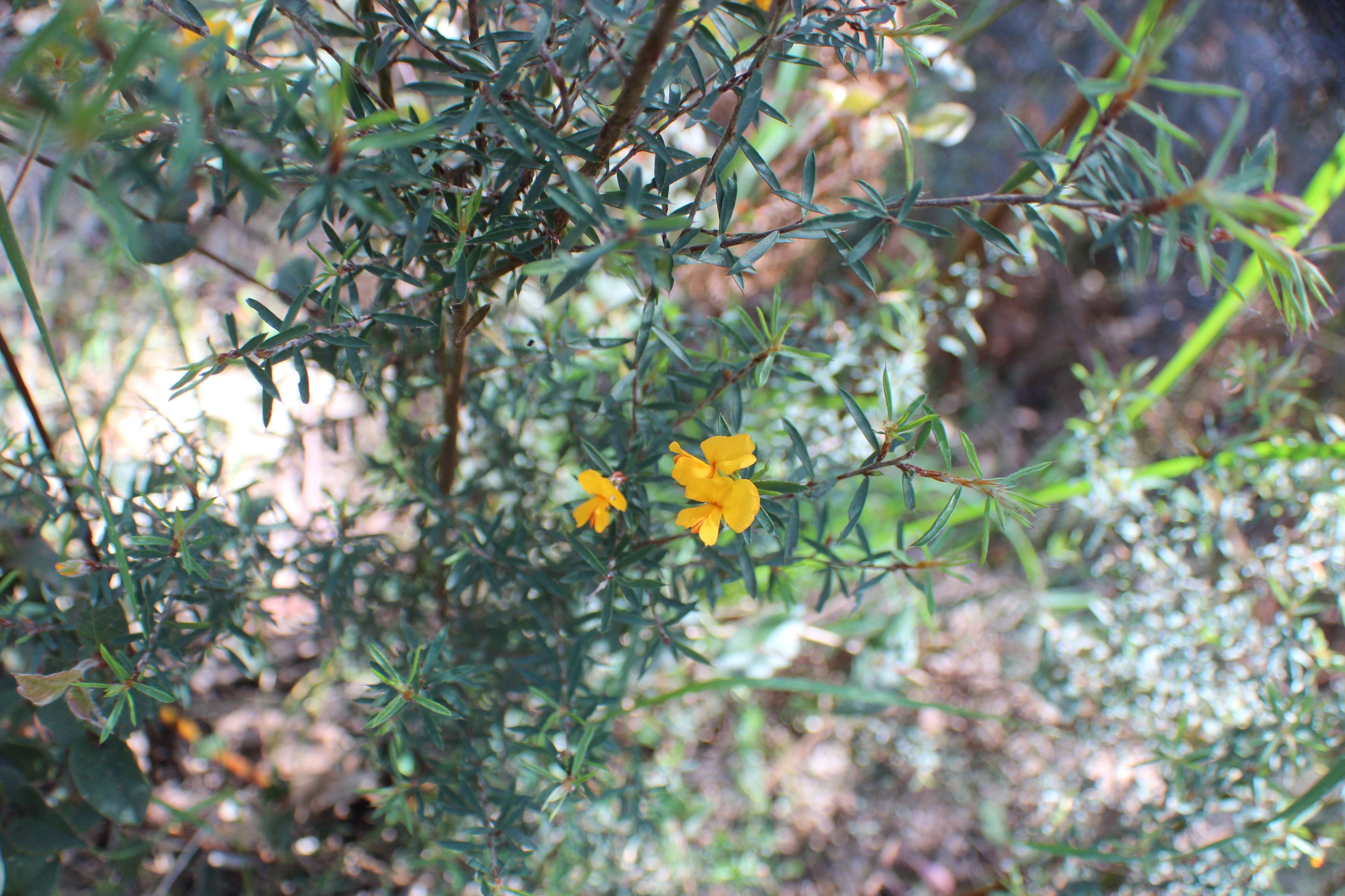 Слика од Pultenaea juniperina Labill.