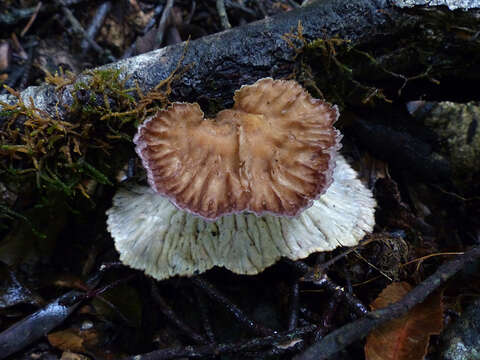 Image of Cymatoderma elegans Jungh. 1840