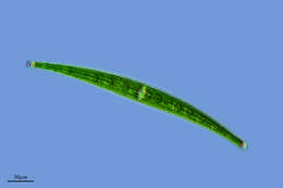 Image of Zygnemophyceae