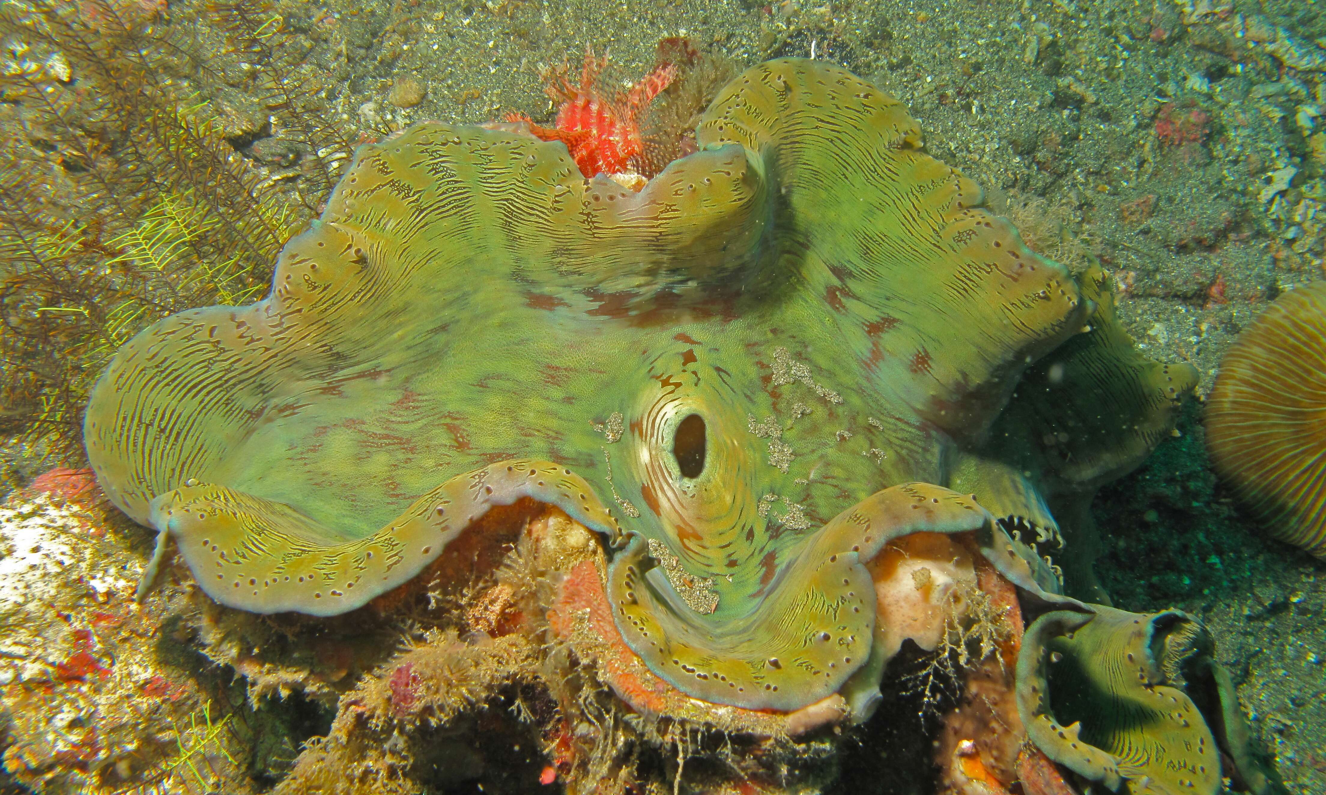 Image de Tridacninae Lamarck 1819