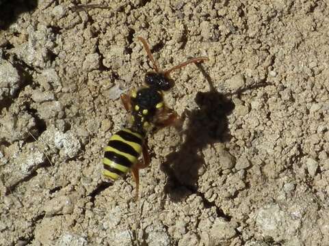 Image of Nomada goodeniana (Kirby 1802)