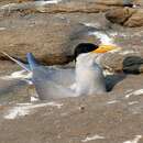 Image of Indian River Tern