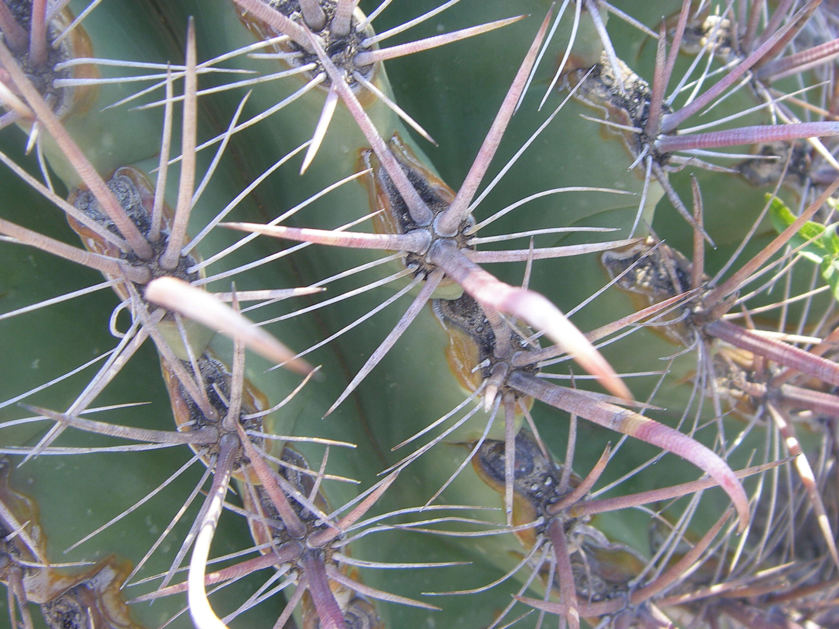 Image of Ferocactus herrerae (Cactaceae) - whole plant - unspecified