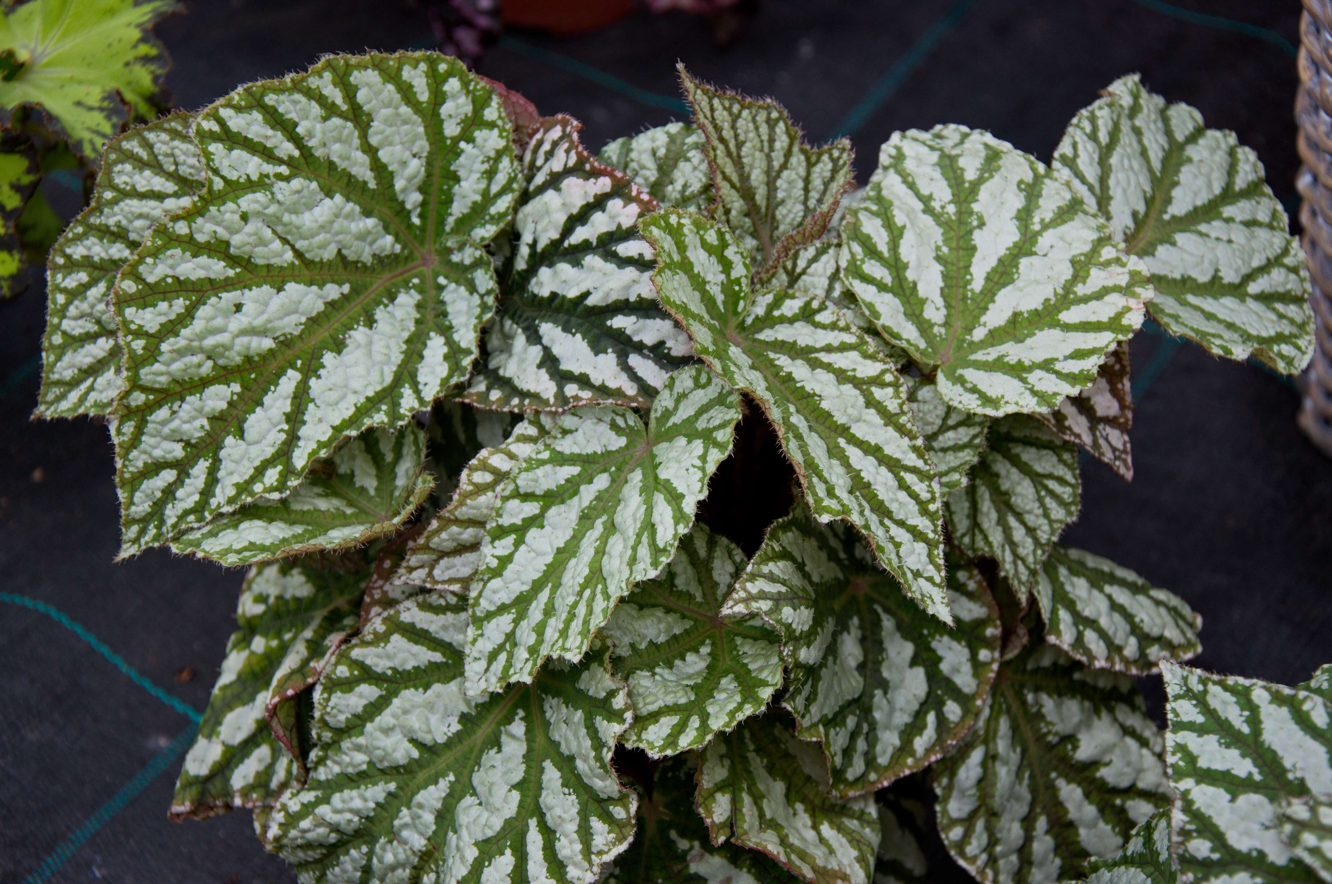 Image of Begonia rex Putz.