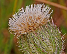 صورة Cirsium horridulum Michx.