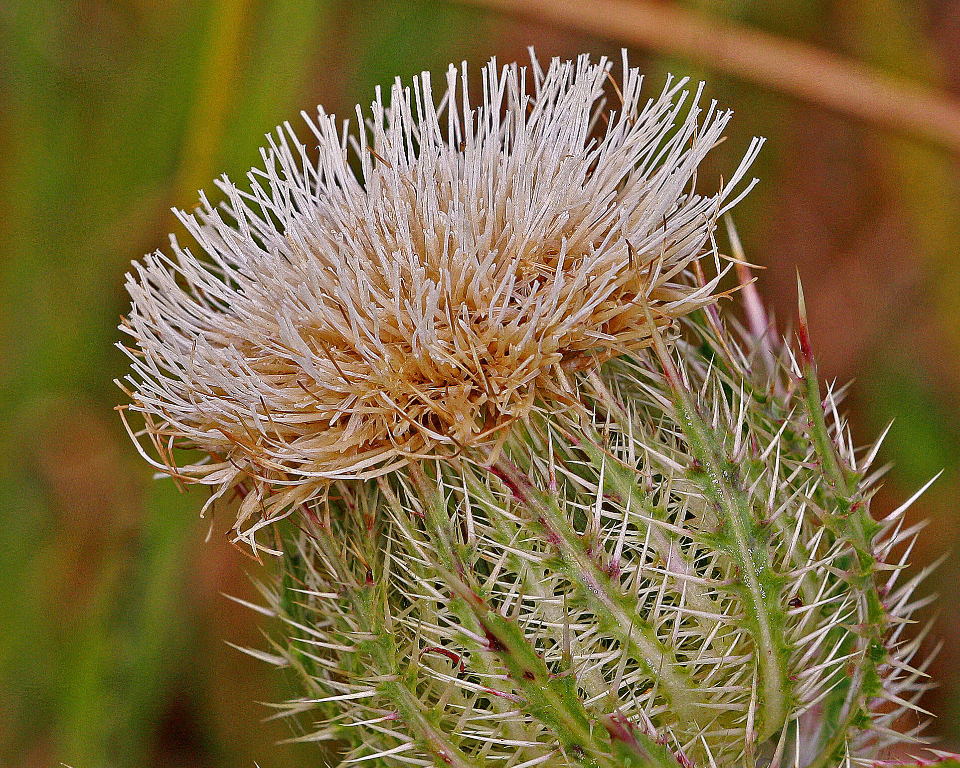 Image of yellow thistle