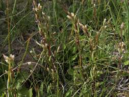 Image of autumn dwarf gentian