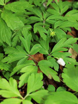 Image of European thimbleweed