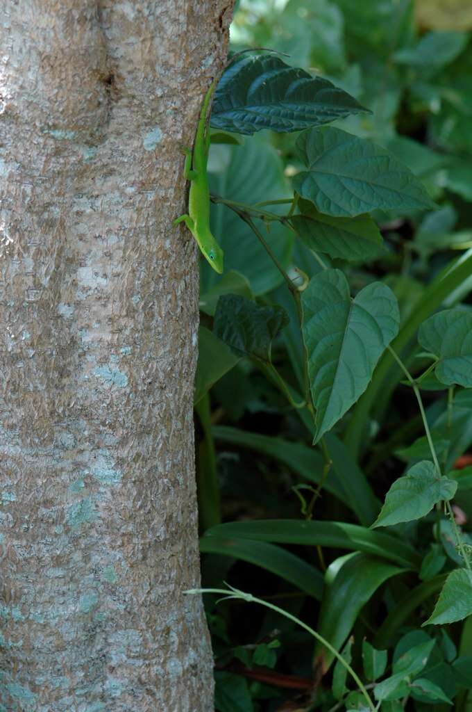 Image of Hispaniolan green anole