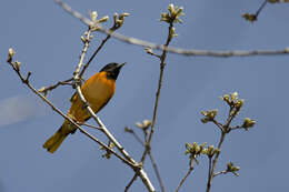 Image of New World orioles