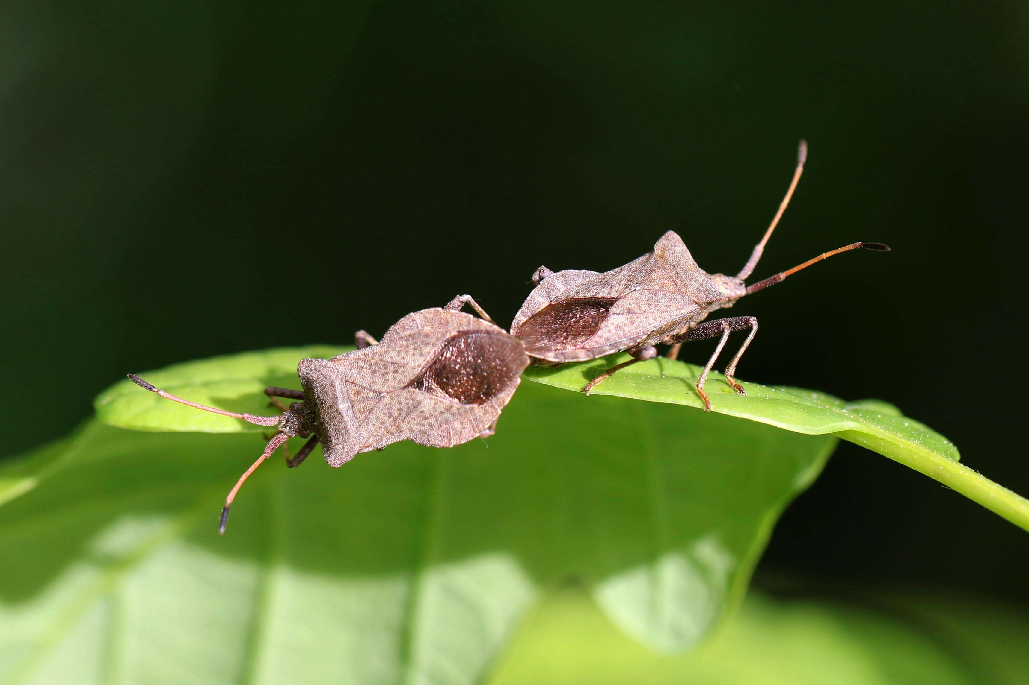 Image of Coreus