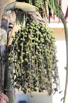 Image of fishtail palm