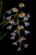 صورة Dendrobium farmeri Paxton