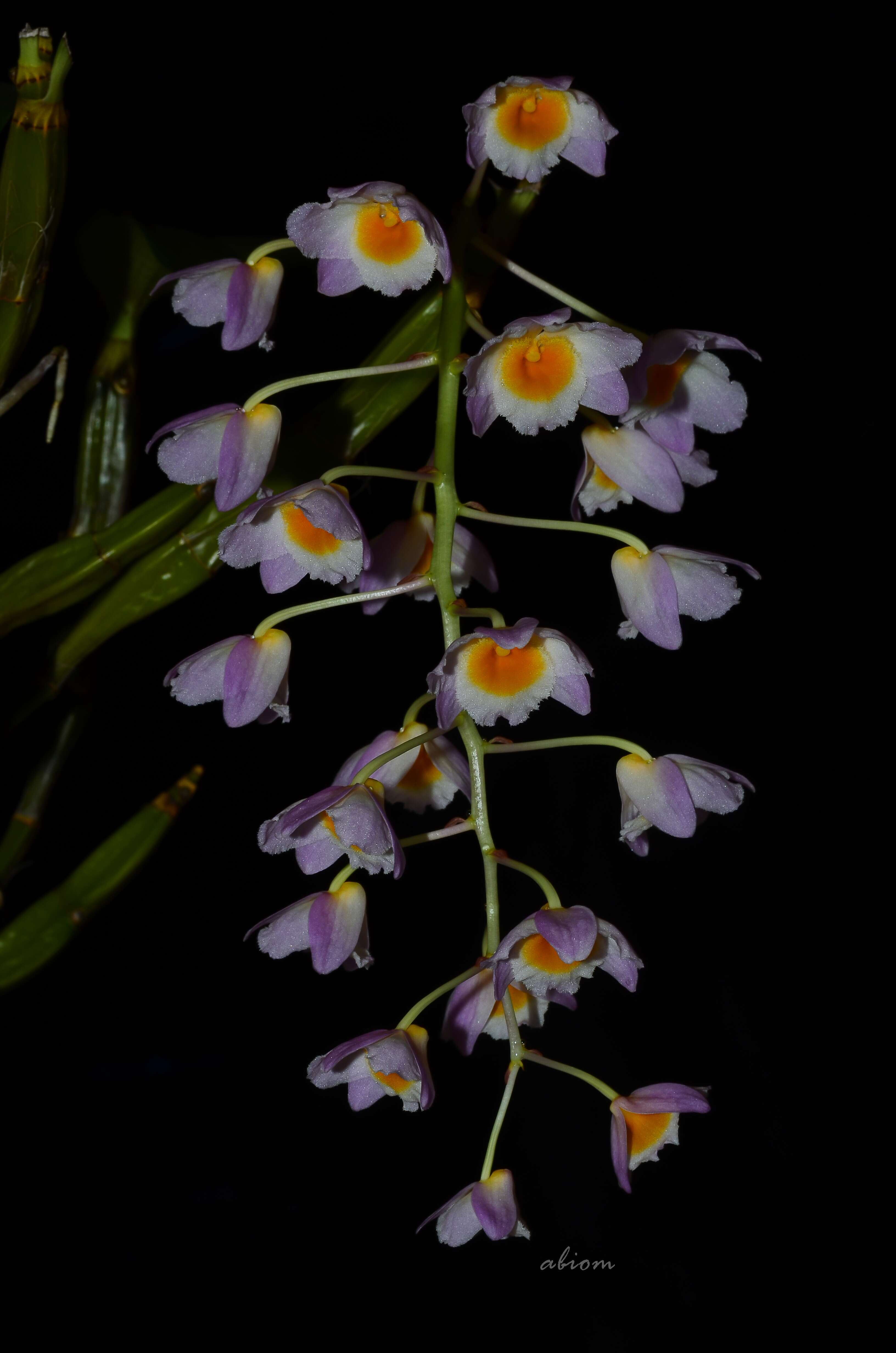 صورة Dendrobium farmeri Paxton