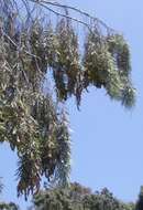 Sivun Acacia pendula A. Cunn. ex G. Don kuva